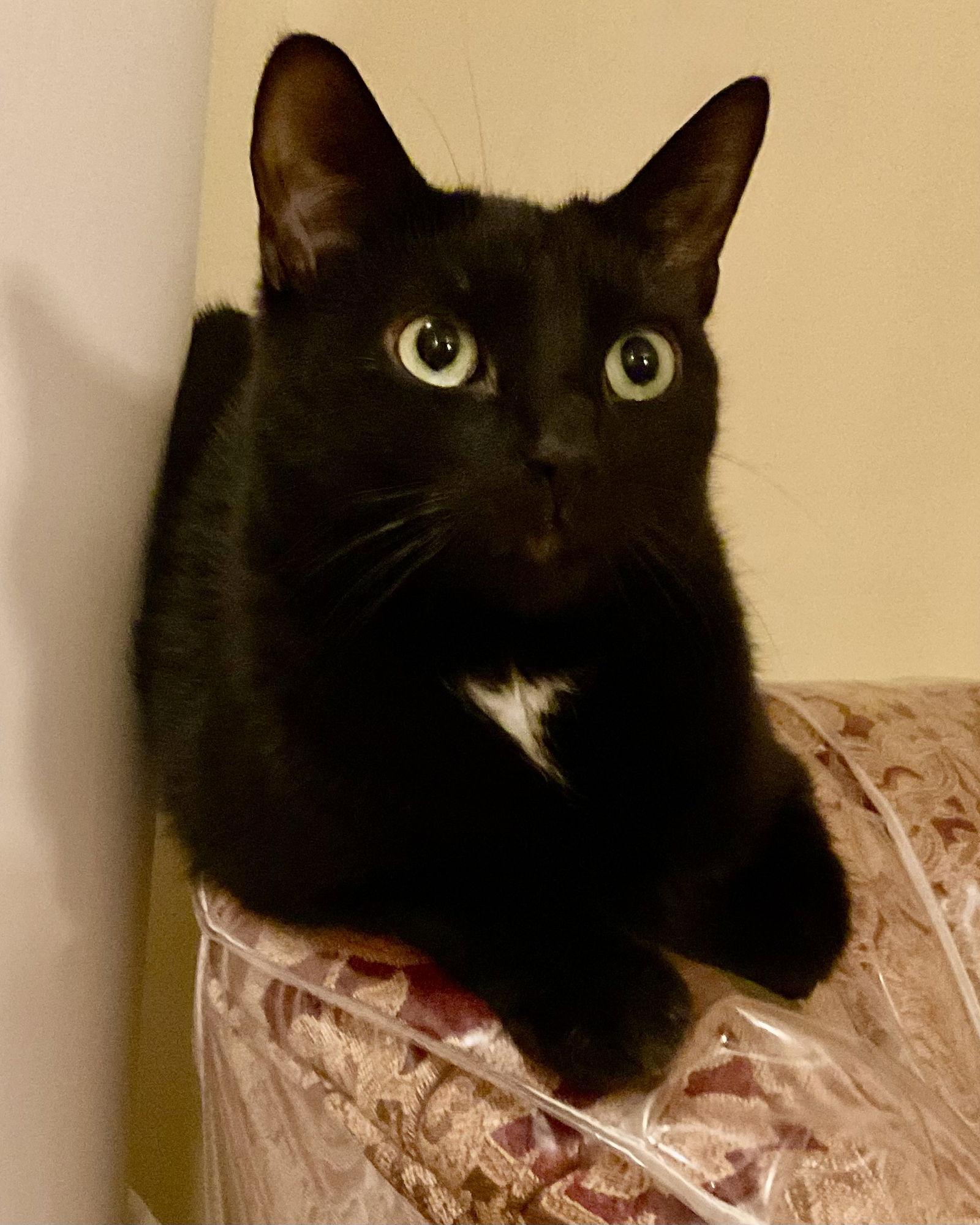 Ziggy Stardust (Single), a Adoptable Domestic Short Hair in Richmond Hill, ON image 2/3