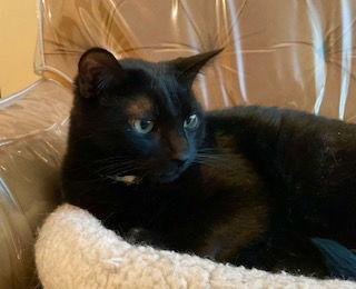 Ziggy Stardust (Single), a Adoptable Domestic Short Hair in Richmond Hill, ON image 3/3