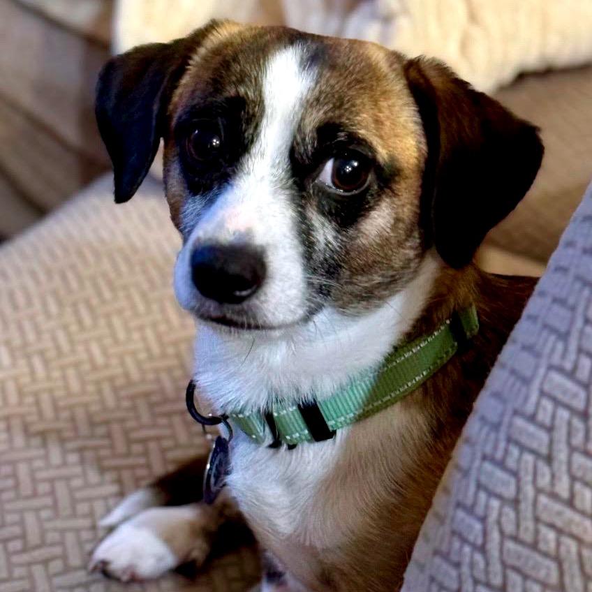 Enlarge Nicholas D10335, a Adoptable mixed breed in Princeton, MN image 1/5