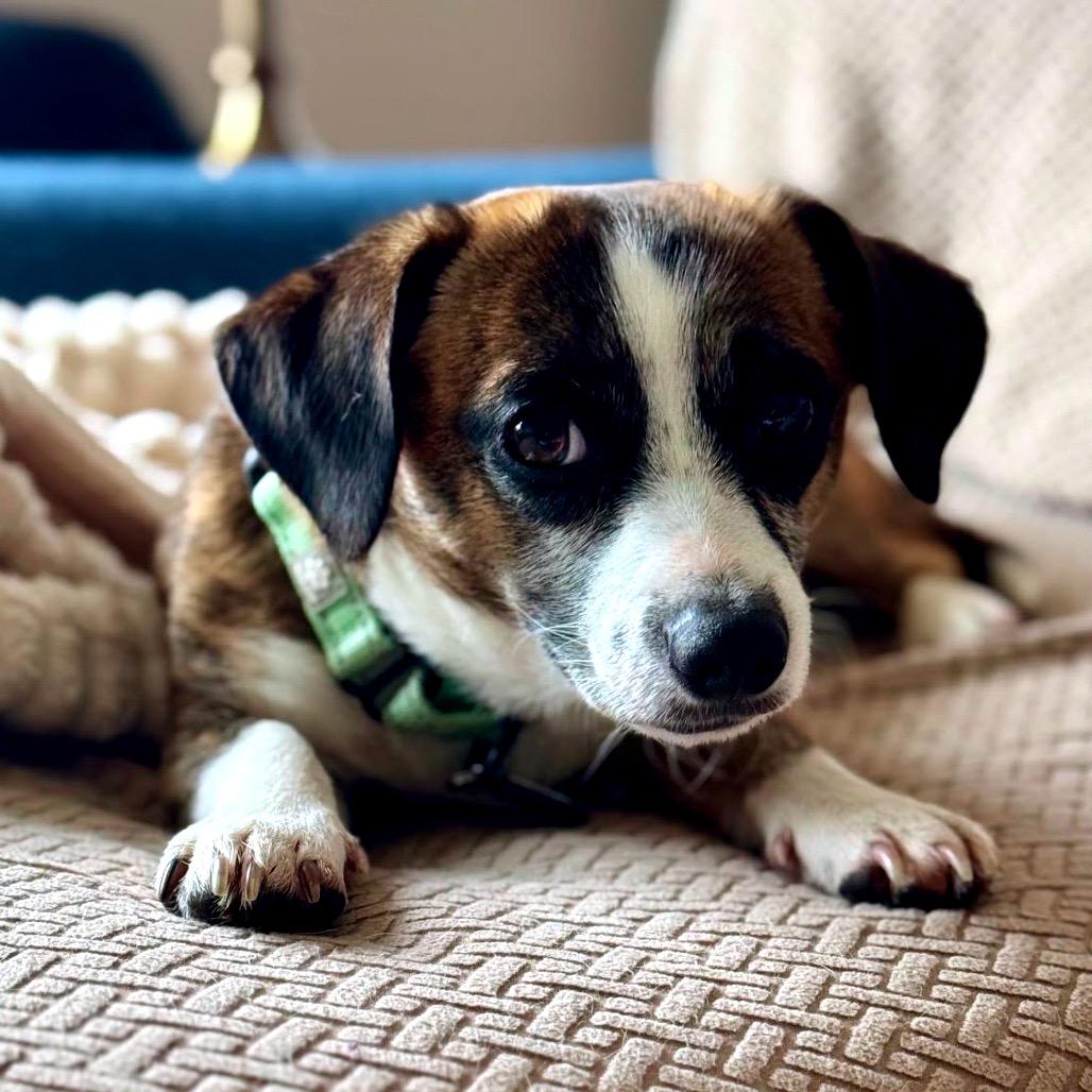 Enlarge Nicholas D10335, a Adoptable mixed breed in Princeton, MN image 2/5