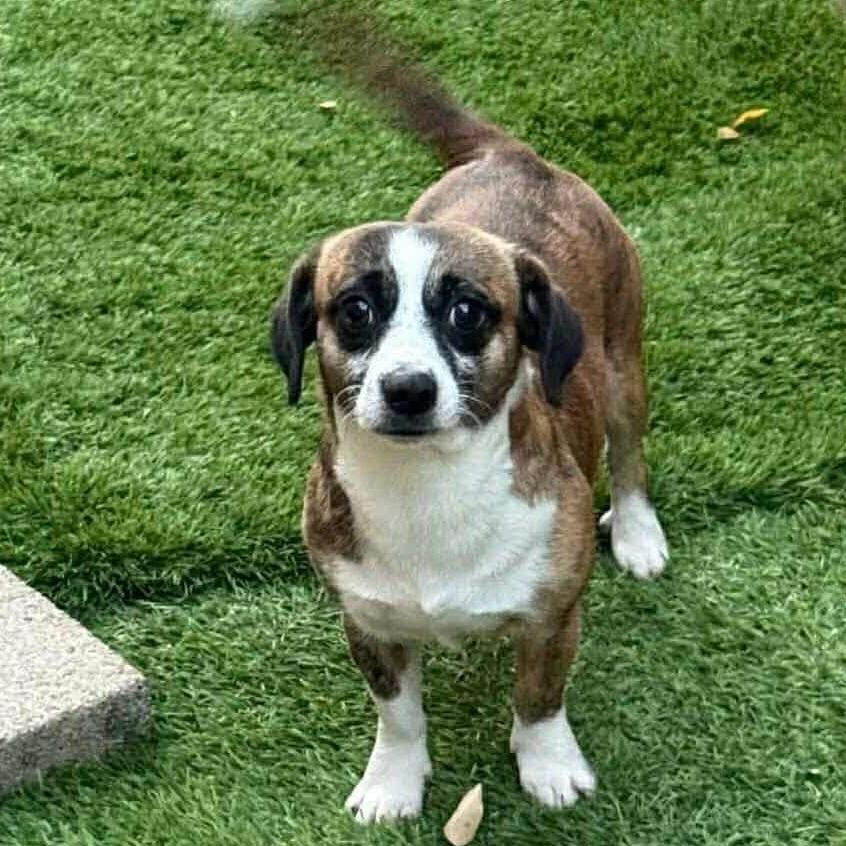 Enlarge Nicholas D10335, a Adoptable mixed breed in Princeton, MN image 3/5