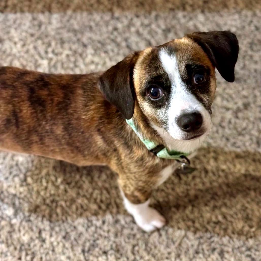 Enlarge Nicholas D10335, a Adoptable mixed breed in Princeton, MN image 4/5