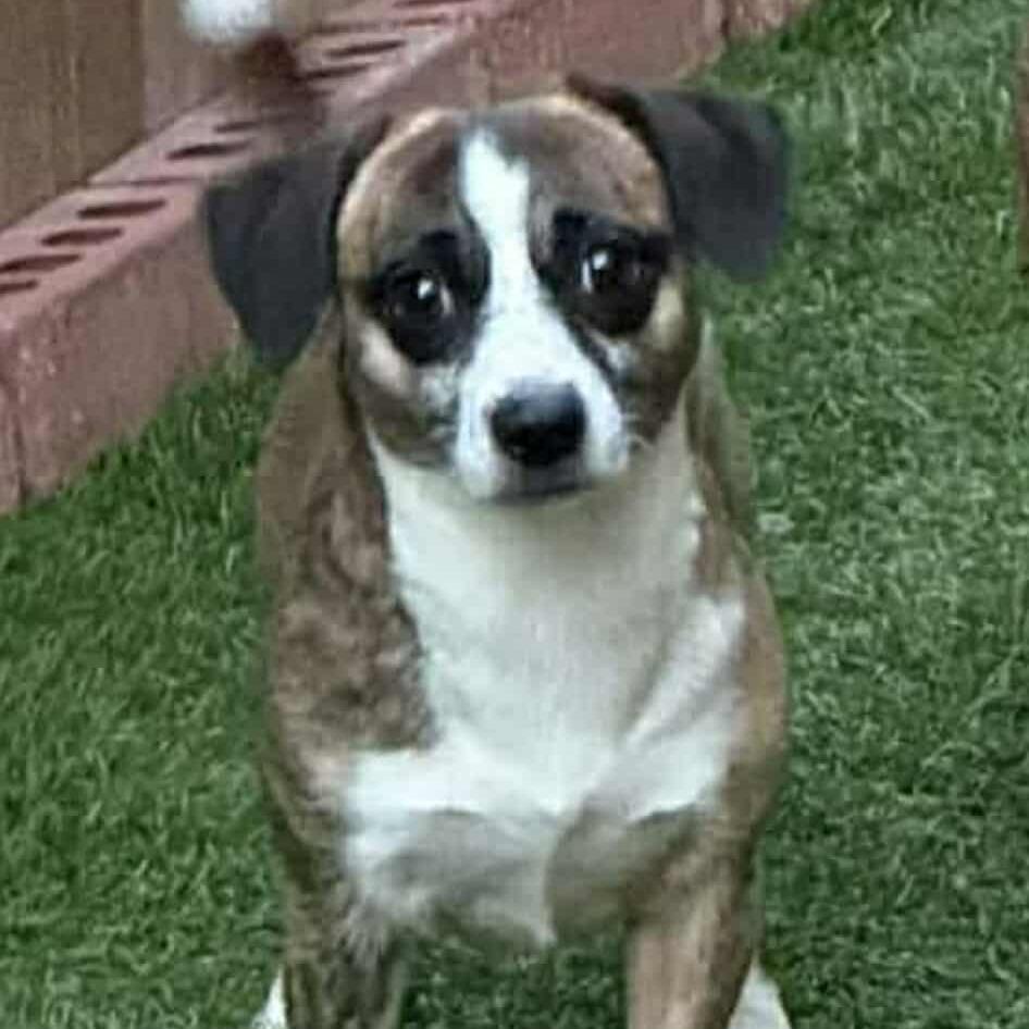 Enlarge Nicholas D10335, a Adoptable mixed breed in Princeton, MN image 5/5