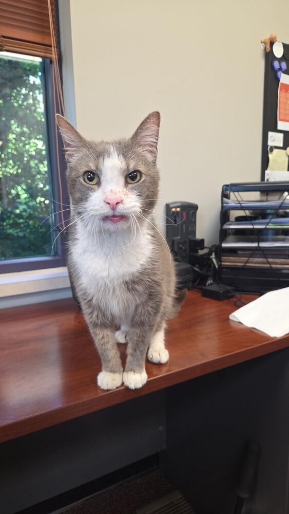 Smokey, Adoptable, Senior Male Domestic Short Hair.