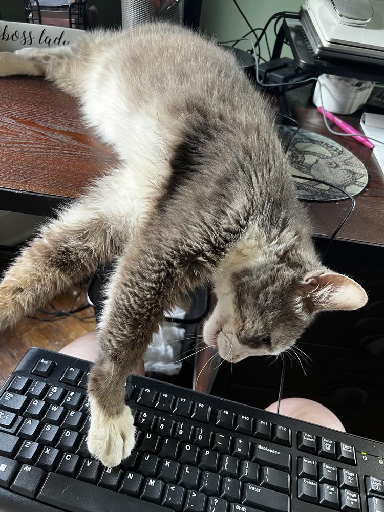 Smokey, a Adoptable Domestic Short Hair in Dayton, OH image 2/6