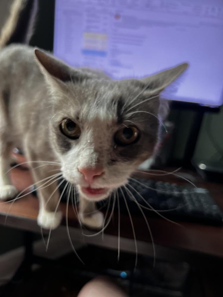 Smokey, a Adoptable Domestic Short Hair in Dayton, OH image 4/6