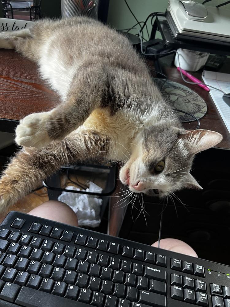 Smokey, a Adoptable Domestic Short Hair in Dayton, OH image 5/6