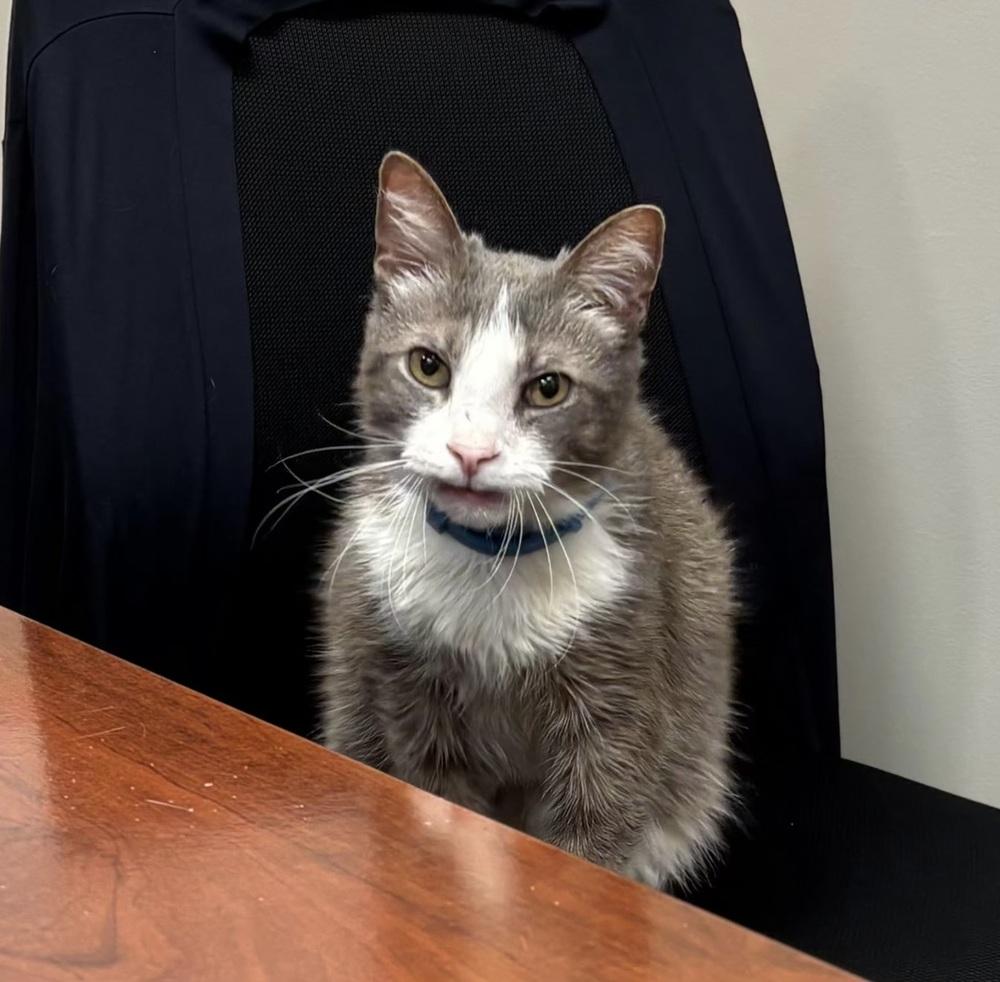 Smokey, a Adopted Domestic Short Hair in Dayton, OH image 6/6