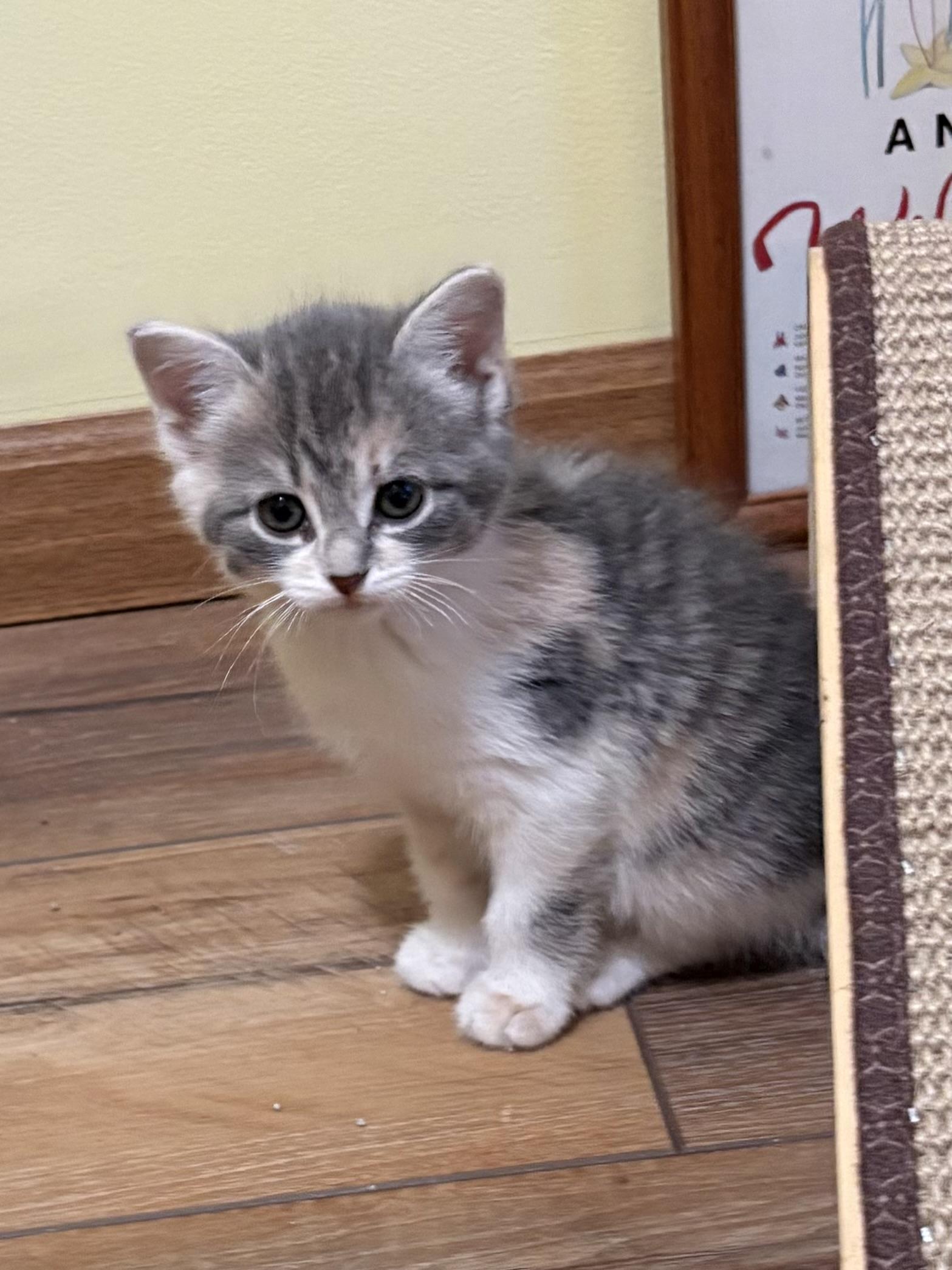 Ahna , ADOPTABLE, Kitten Female American Shorthair.