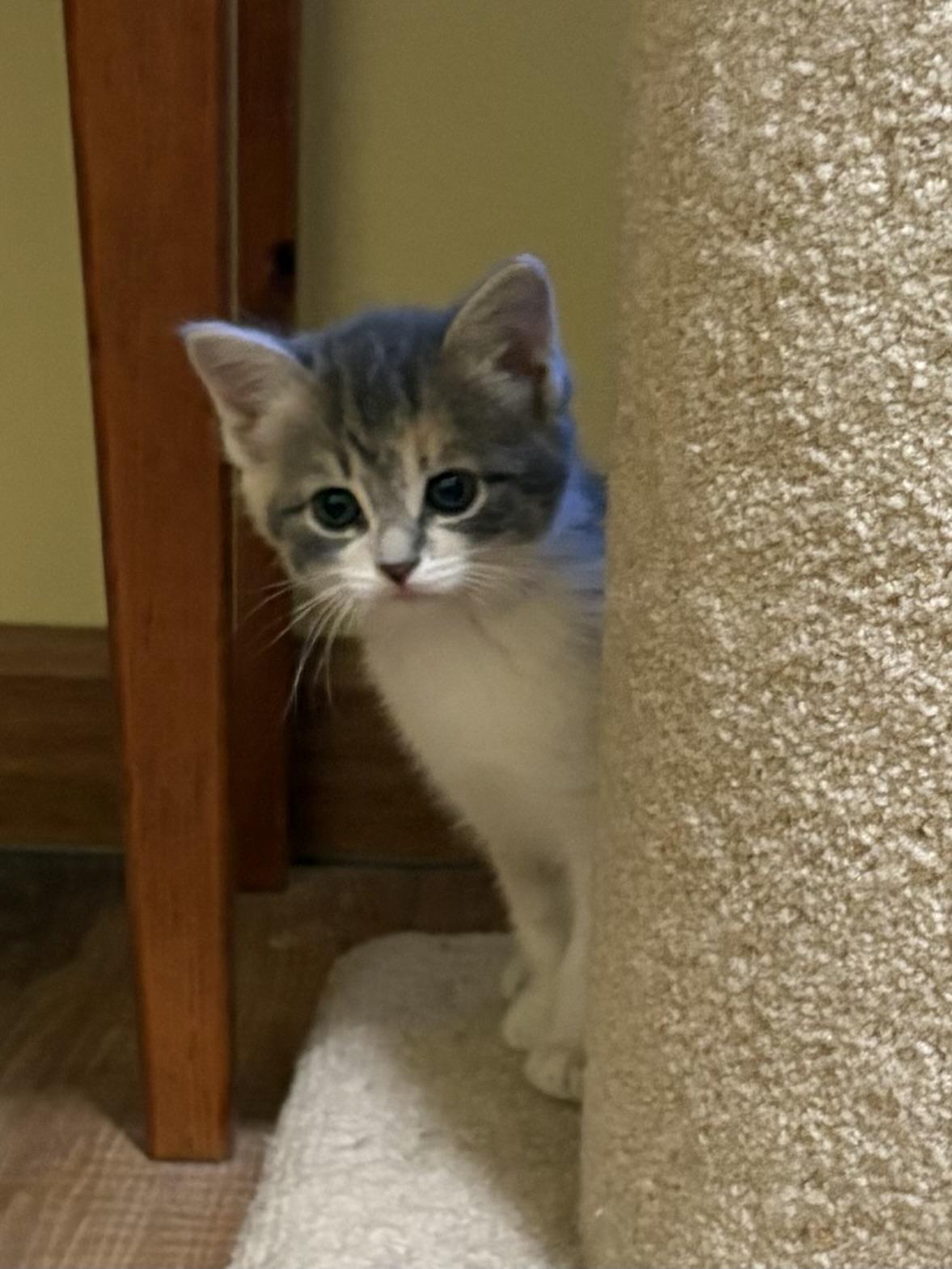 Ahna , a ADOPTABLE American Shorthair in Big Rapids, MI image 3/3