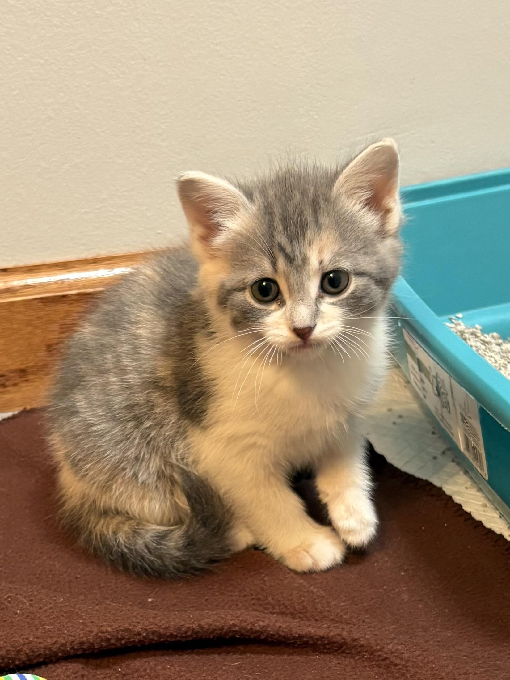 Ahna , a ADOPTABLE American Shorthair in Big Rapids, MI image 2/3