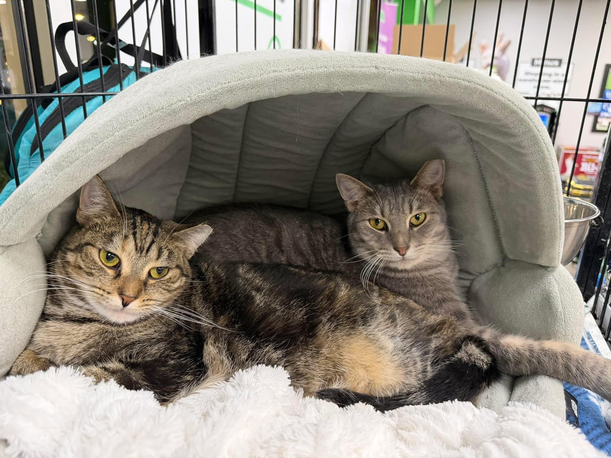 Sissy, Adoptable, Young Female Domestic Short Hair.