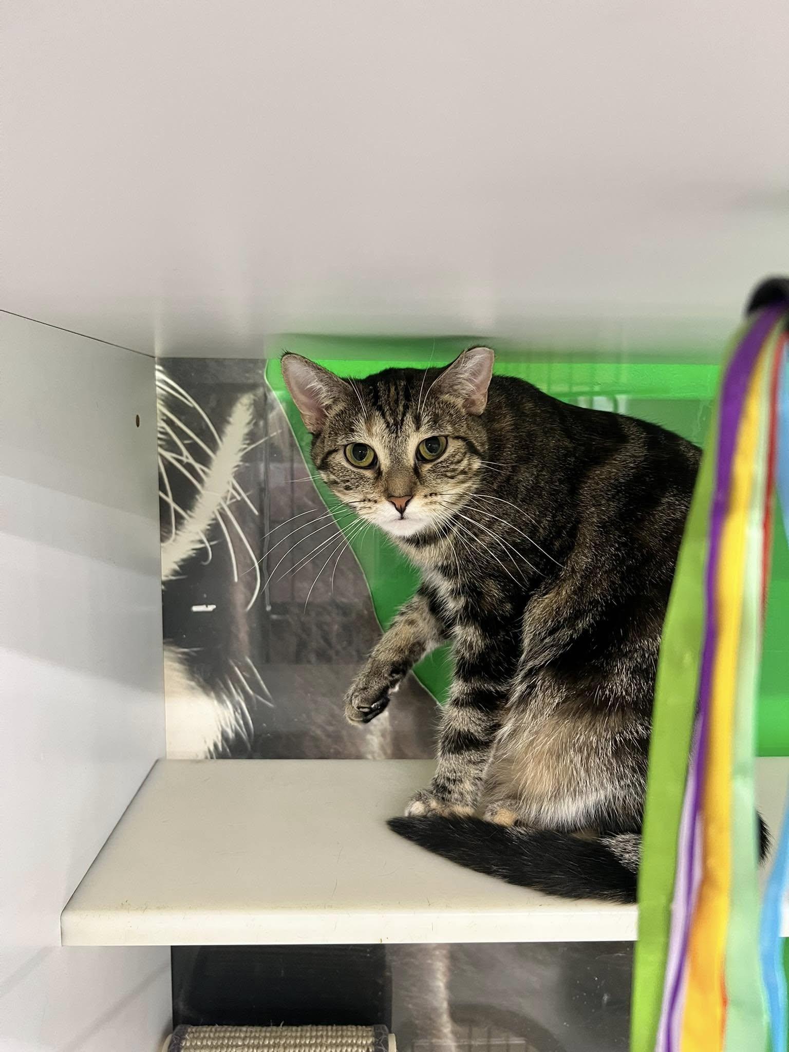 Enlarge Sissy, a Adoptable Domestic Short Hair in Cleveland, OH image 4/6