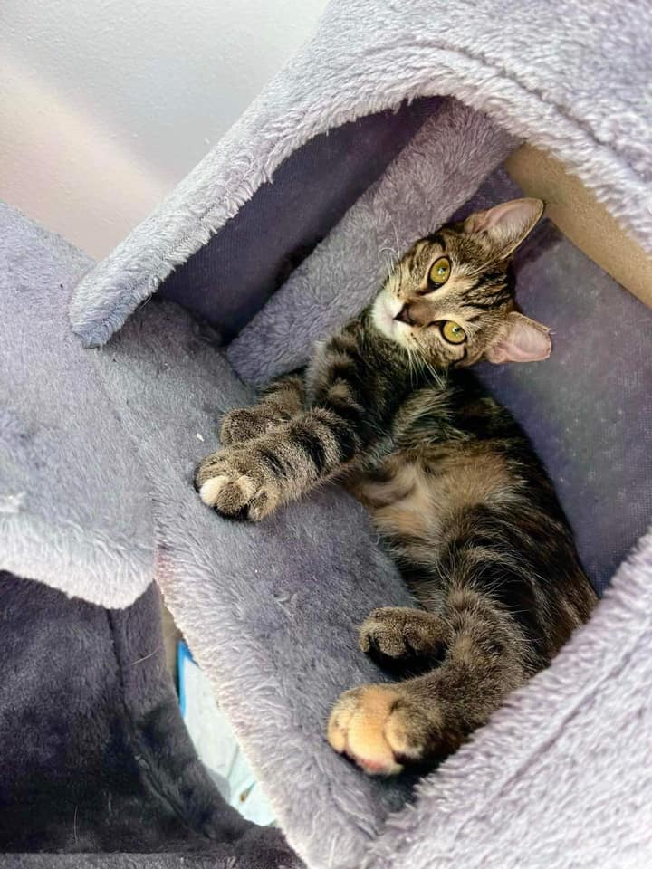 Enlarge Sissy, a Adoptable Domestic Short Hair in Cleveland, OH image 5/6