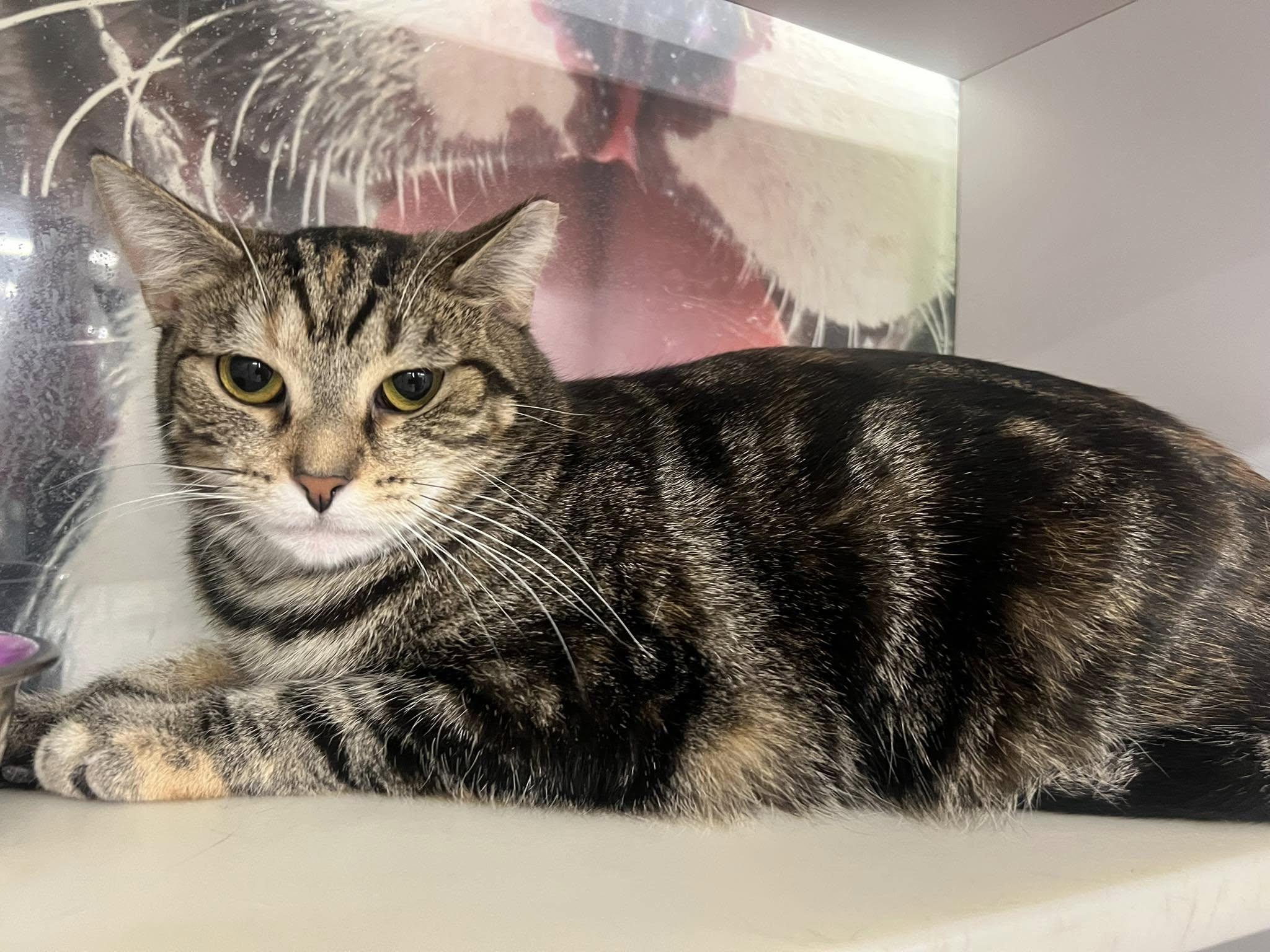 Enlarge Sissy, a Adoptable Domestic Short Hair in Cleveland, OH image 3/6