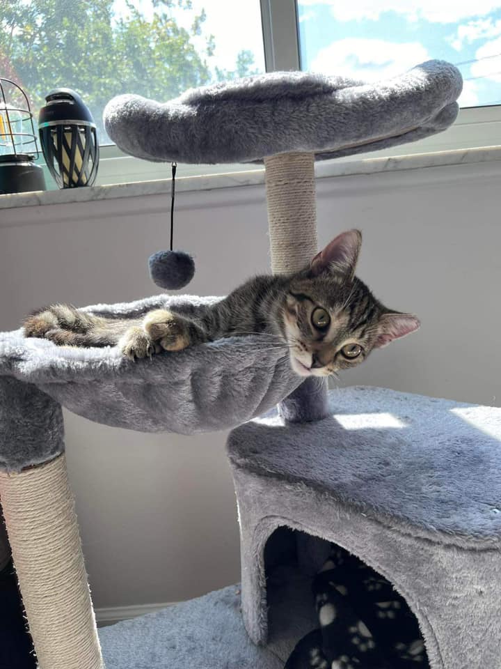 Enlarge Sissy, a Adoptable Domestic Short Hair in Cleveland, OH image 6/6