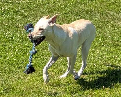 Ziggy, Adoptable, Adult Male Labrador Retriever & Siberian Husky.