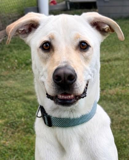 Ziggy, a Adoptable mixed breed in Baraboo, WI image 2/3