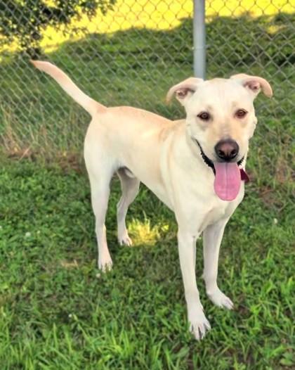 Ziggy, a Adoptable mixed breed in Baraboo, WI image 3/3