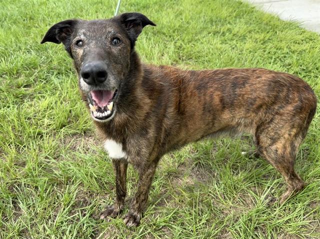 Enlarge ELMER, a Adoptable mixed breed in Ocala, FL image 1/1