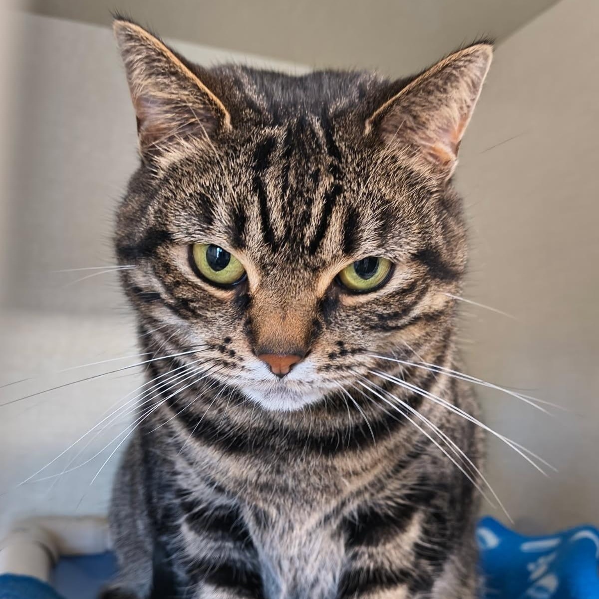 Enlarge Mittsey, a ADOPTABLE mixed breed in Saint Marys, PA image 1/1