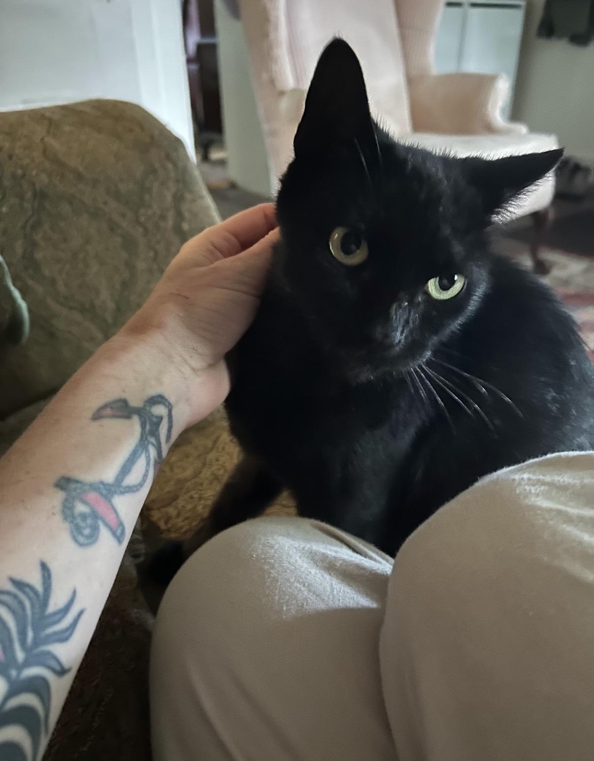 Petunia, Adoptable, Young Female Domestic Short Hair.