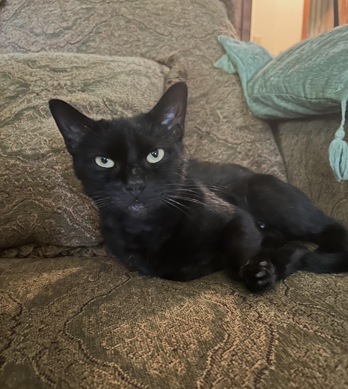 Enlarge Petunia, a Adoptable Domestic Short Hair in Philadelphia, PA image 2/2