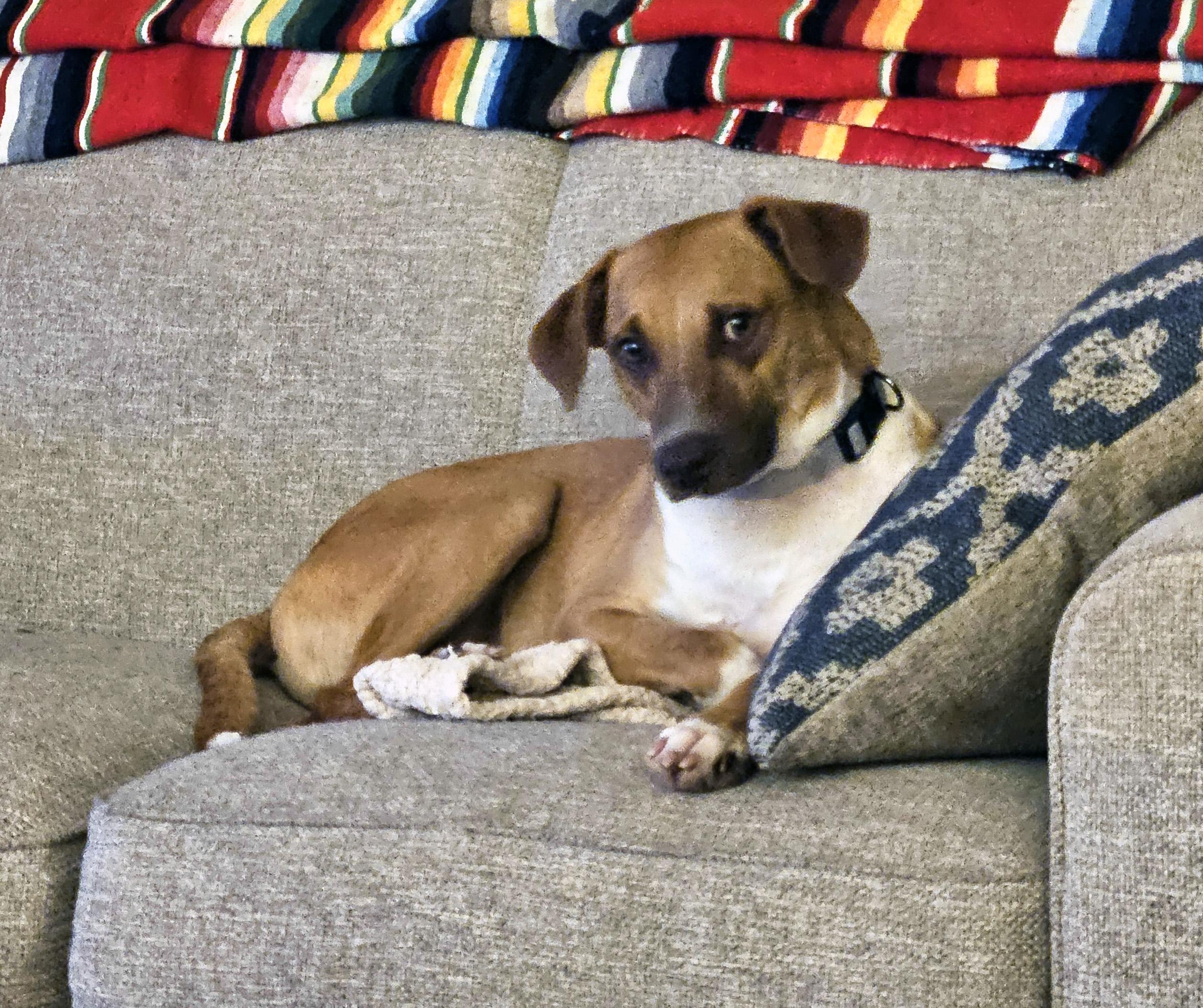 Enlarge Ollie, a Adoptable mixed breed in Tacoma, WA image 3/6