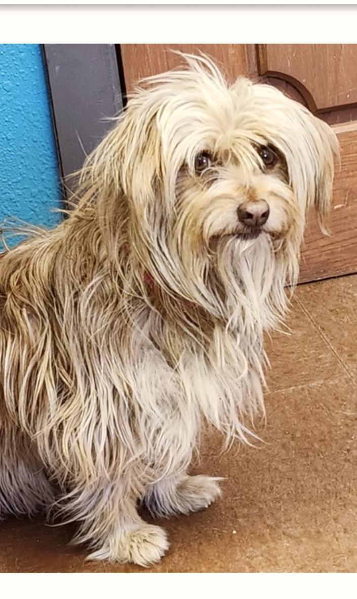 Enlarge Georgia, a ADOPTABLE mixed breed in Boulder, CO image 1/4