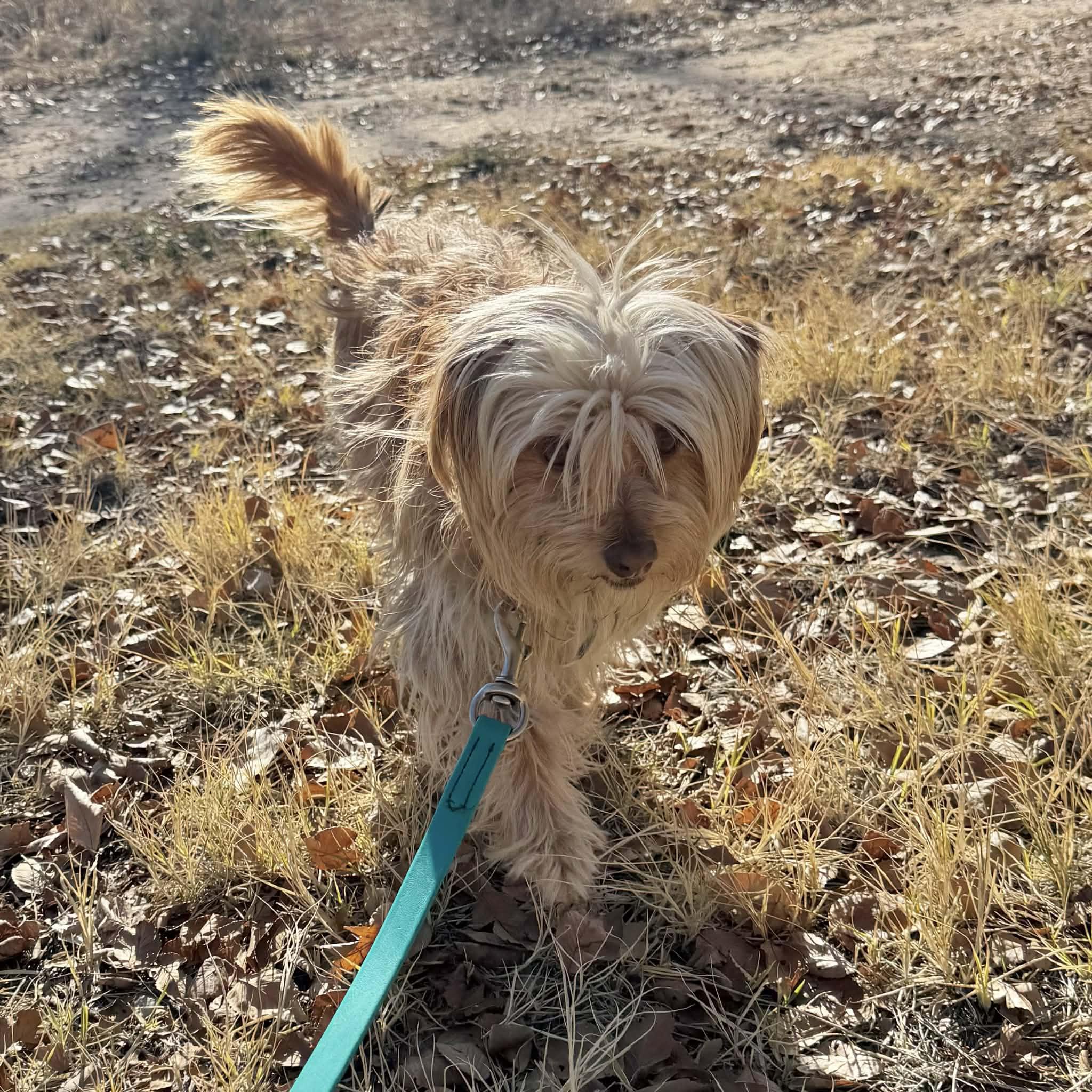Enlarge Georgia, a ADOPTABLE mixed breed in Boulder, CO image 4/4