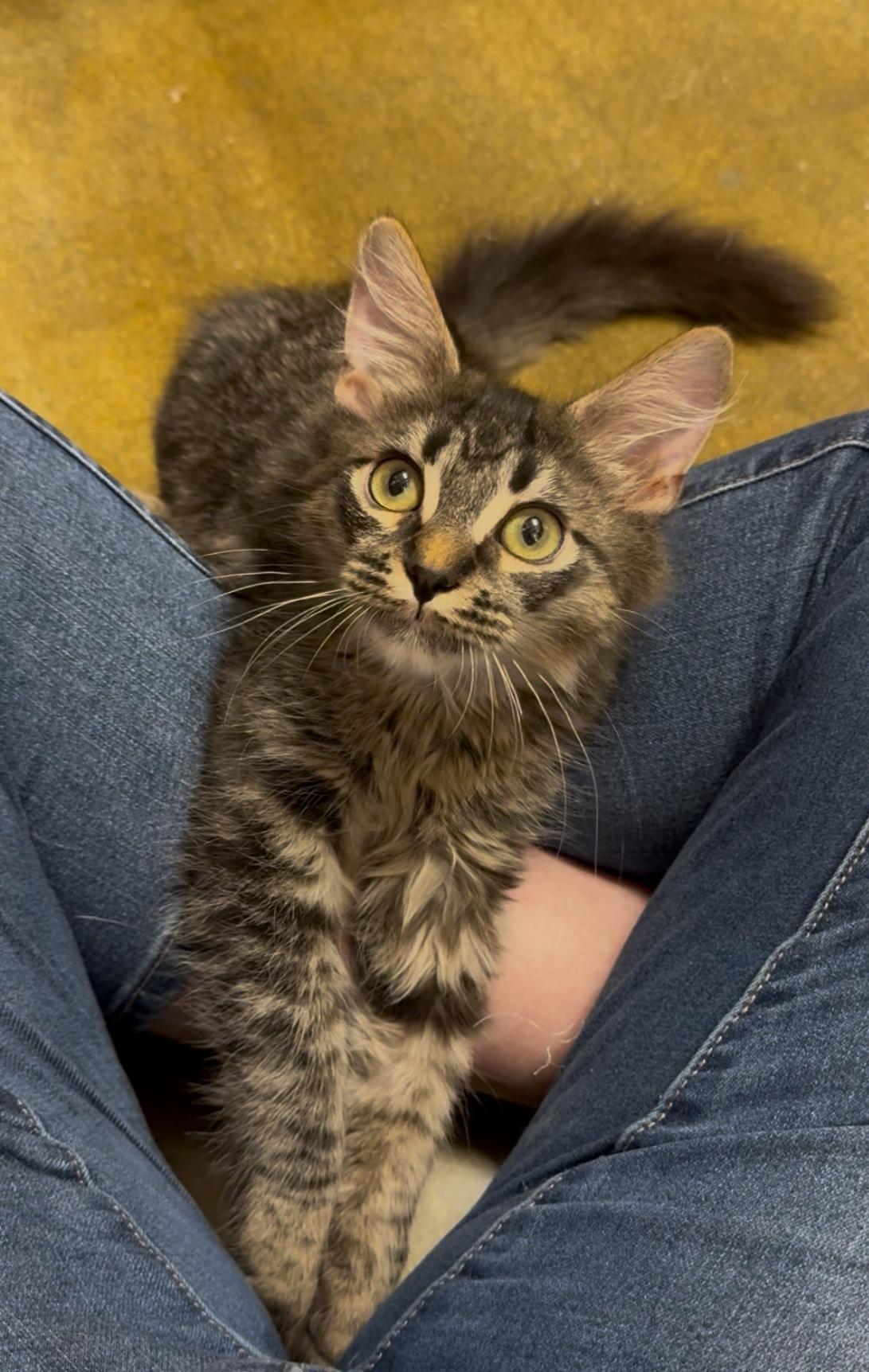 Mantis, Adopted, Kitten Male Domestic Medium Hair & Maine Coon.