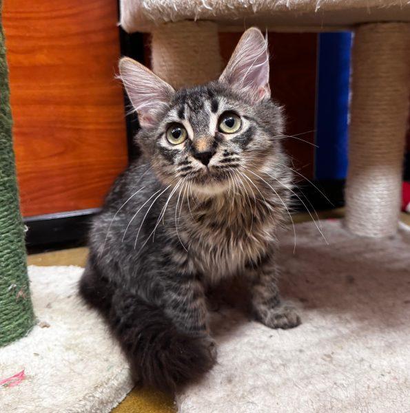 Mantis, a Adopted mixed breed in Tucson, AZ image 2/5