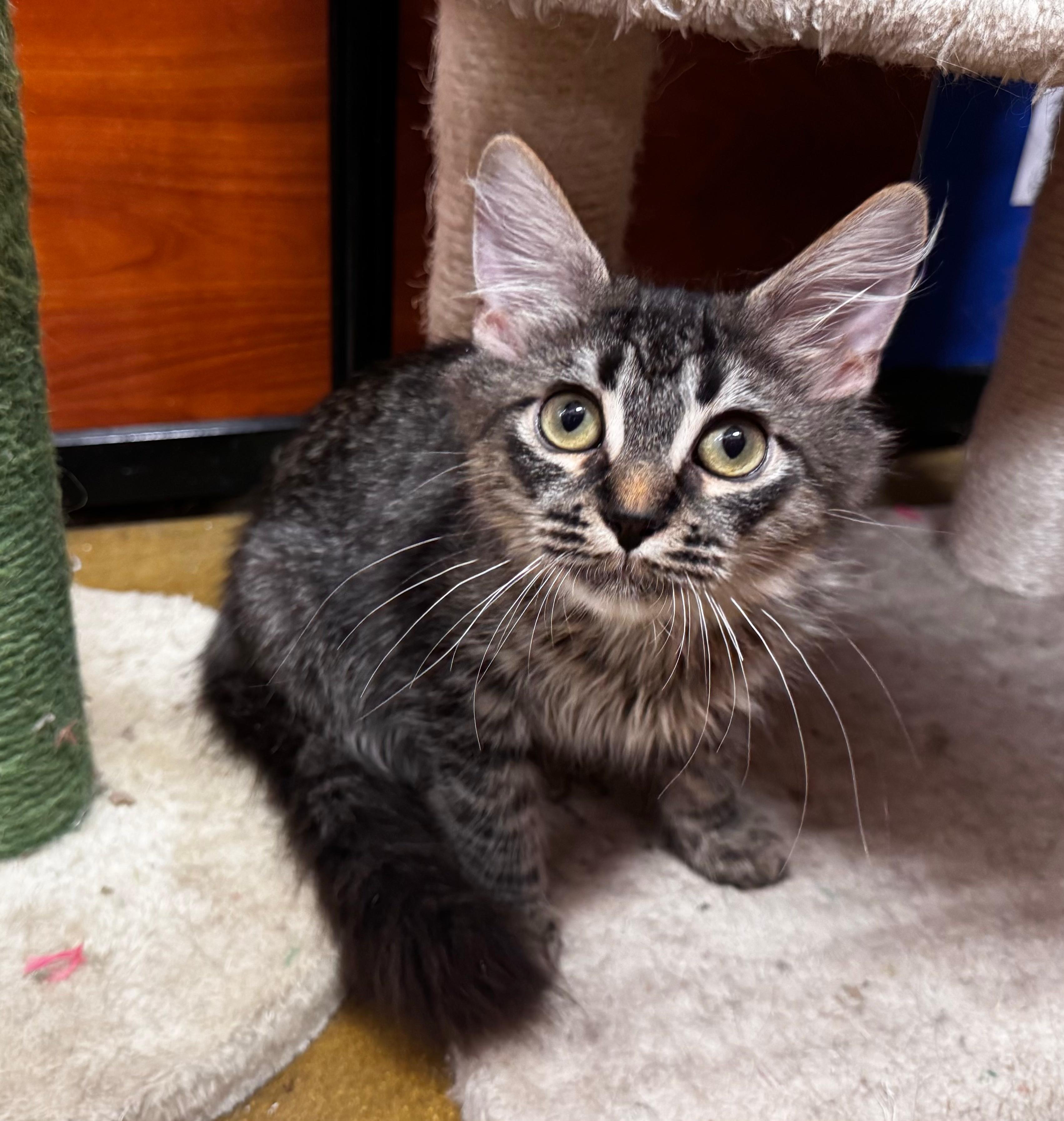 Mantis, a Adopted mixed breed in Tucson, AZ image 3/5