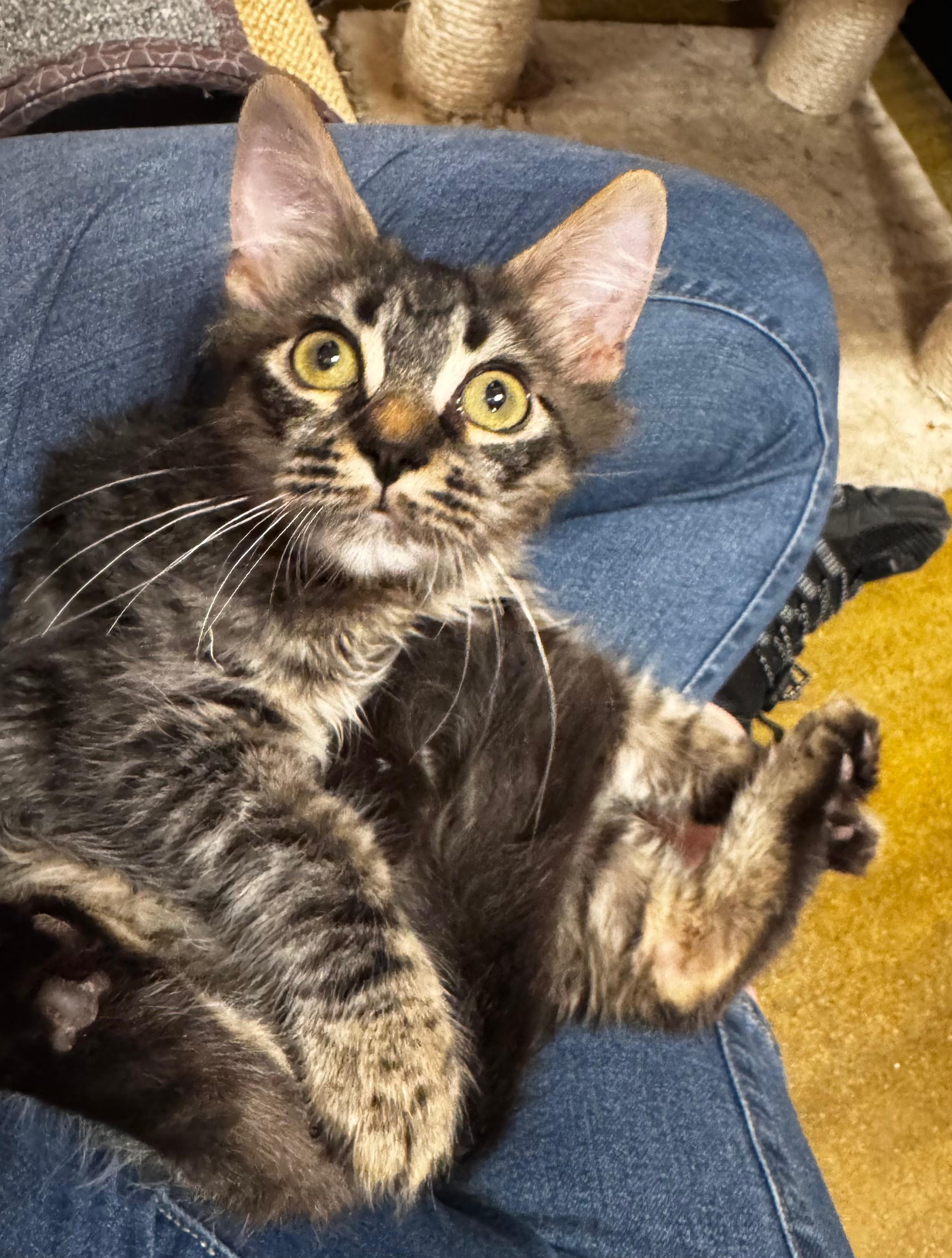 Mantis, a Adopted mixed breed in Tucson, AZ image 4/5