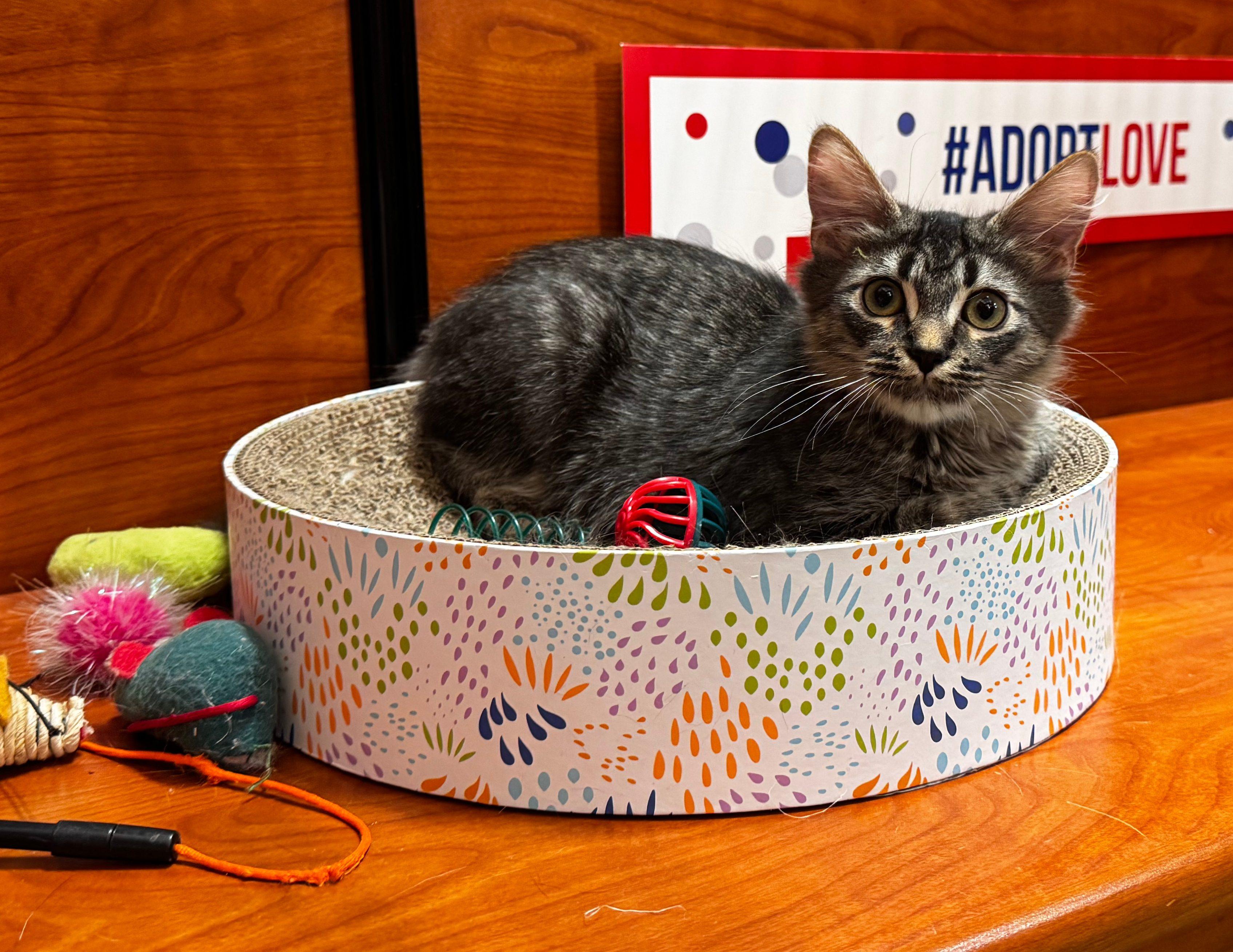 Mantis, a Adopted mixed breed in Tucson, AZ image 5/5