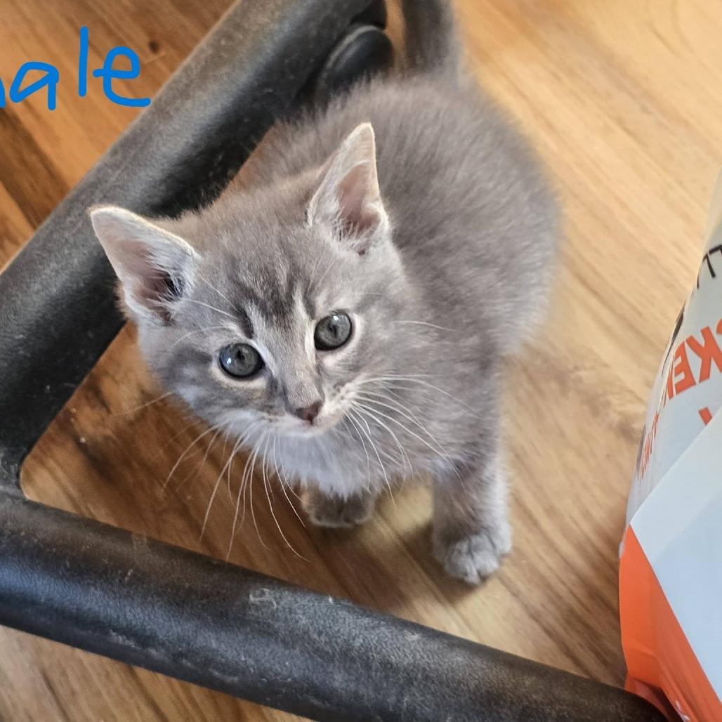 Chairman Meow, Adoptable, Kitten Male Domestic Short Hair.