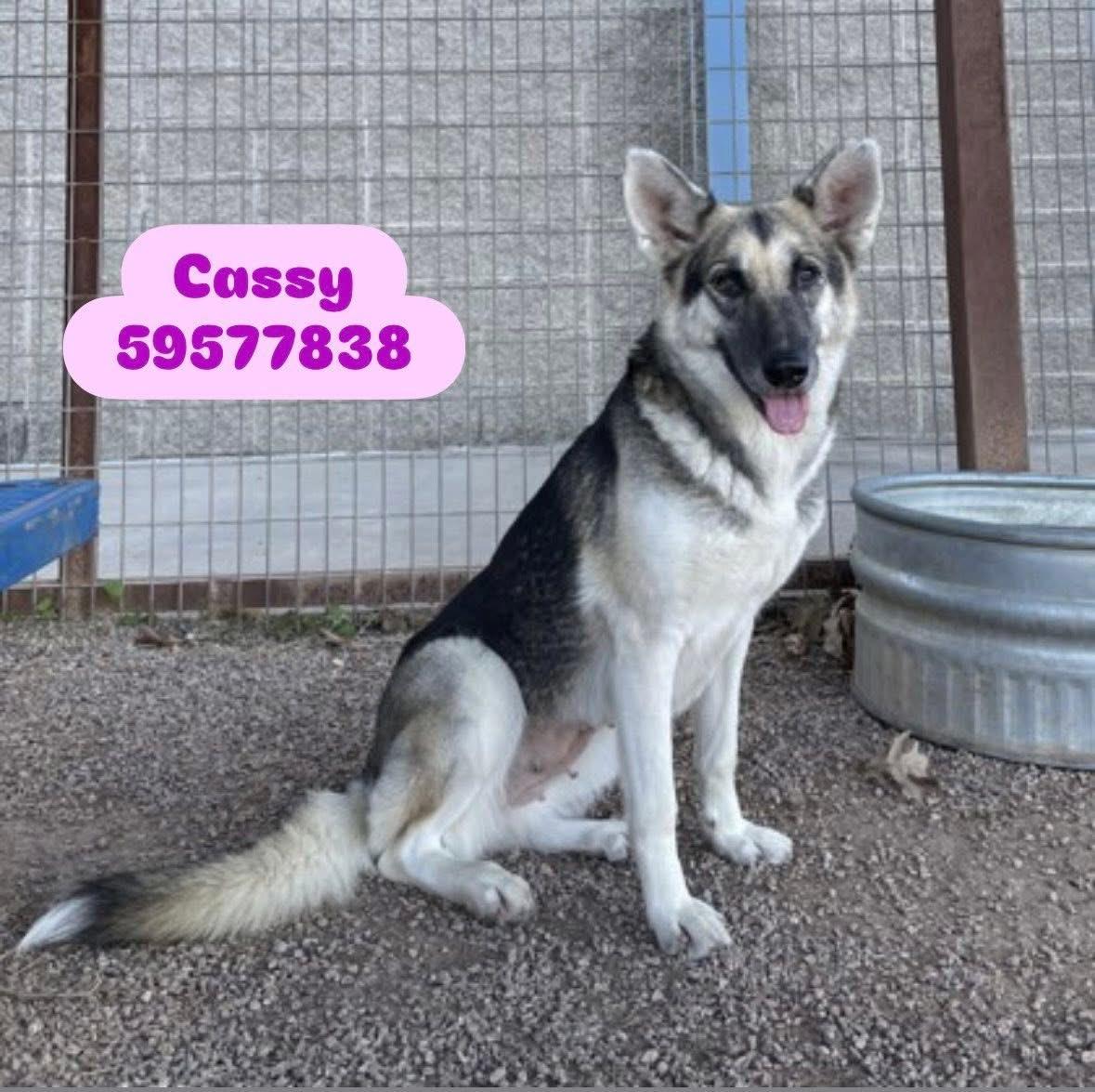 Enlarge Cassidy, a Adoptable mixed breed in WINCHESTER, VA image 1/6