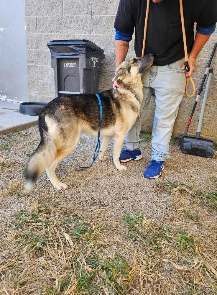 Enlarge Cassidy, a Adoptable mixed breed in WINCHESTER, VA image 2/6