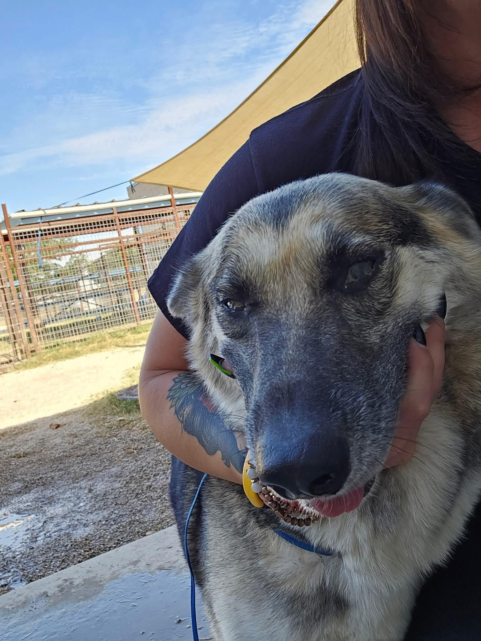 Enlarge Cassidy, a Adoptable mixed breed in WINCHESTER, VA image 3/6