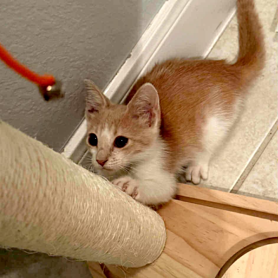 Dolly, Adoptable, Young Female Domestic Short Hair.