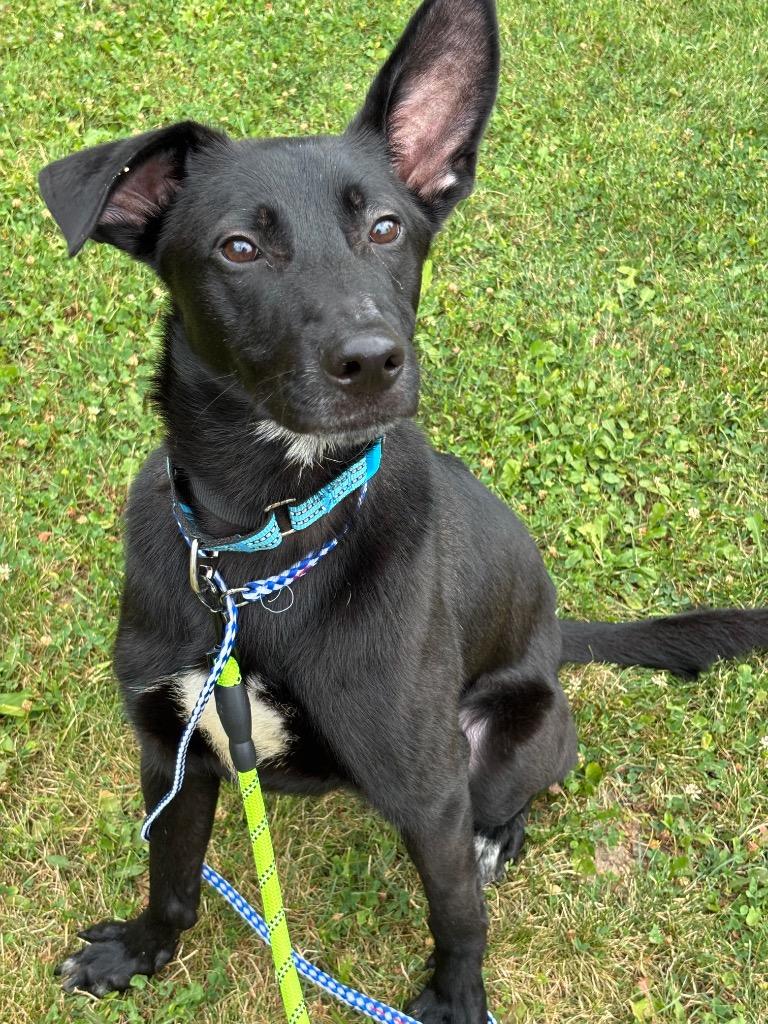 Petey, a Adoptable mixed breed in Liverpool, NY image 1/4