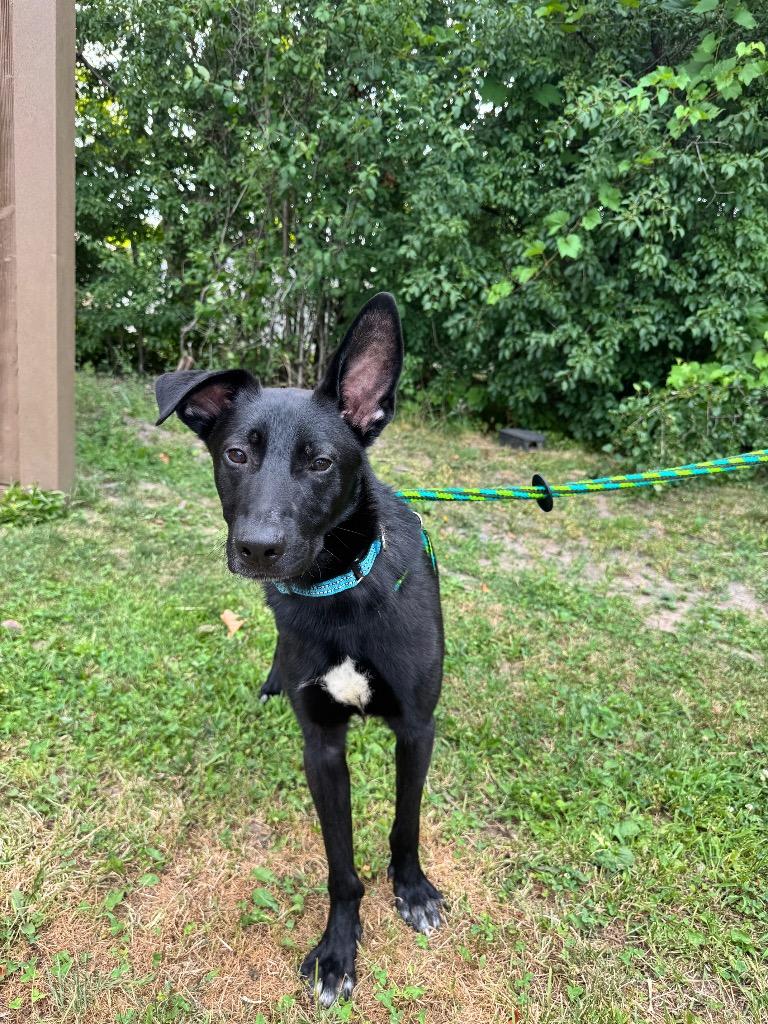 Petey, a Adoptable mixed breed in Liverpool, NY image 2/4
