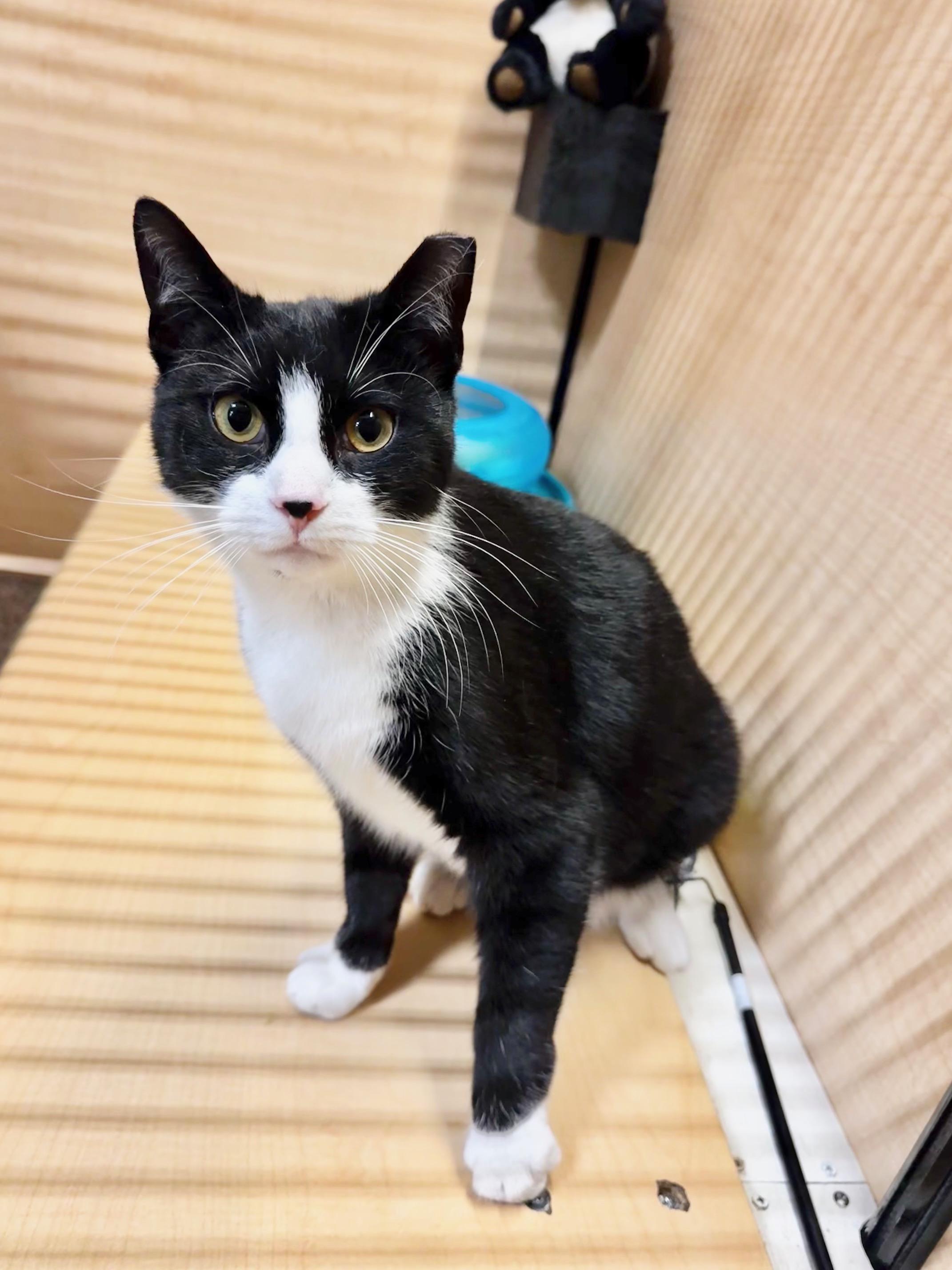 Takia, a ADOPTABLE Domestic Short Hair in Springfield, PA image 1/4