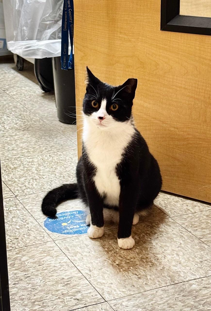 Takia, a ADOPTABLE Domestic Short Hair in Springfield, PA image 3/4