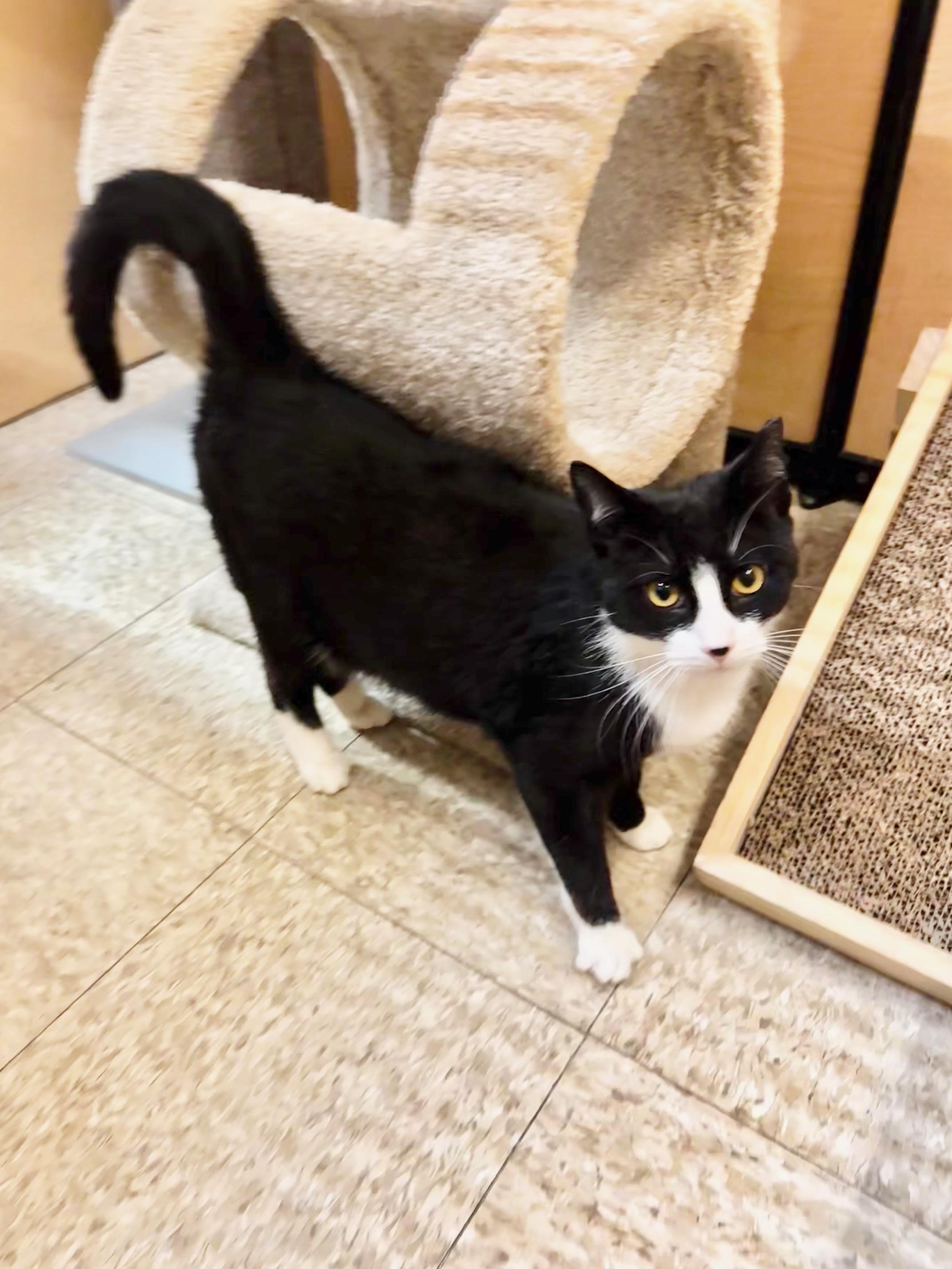 Takia, a ADOPTABLE Domestic Short Hair in Springfield, PA image 2/4