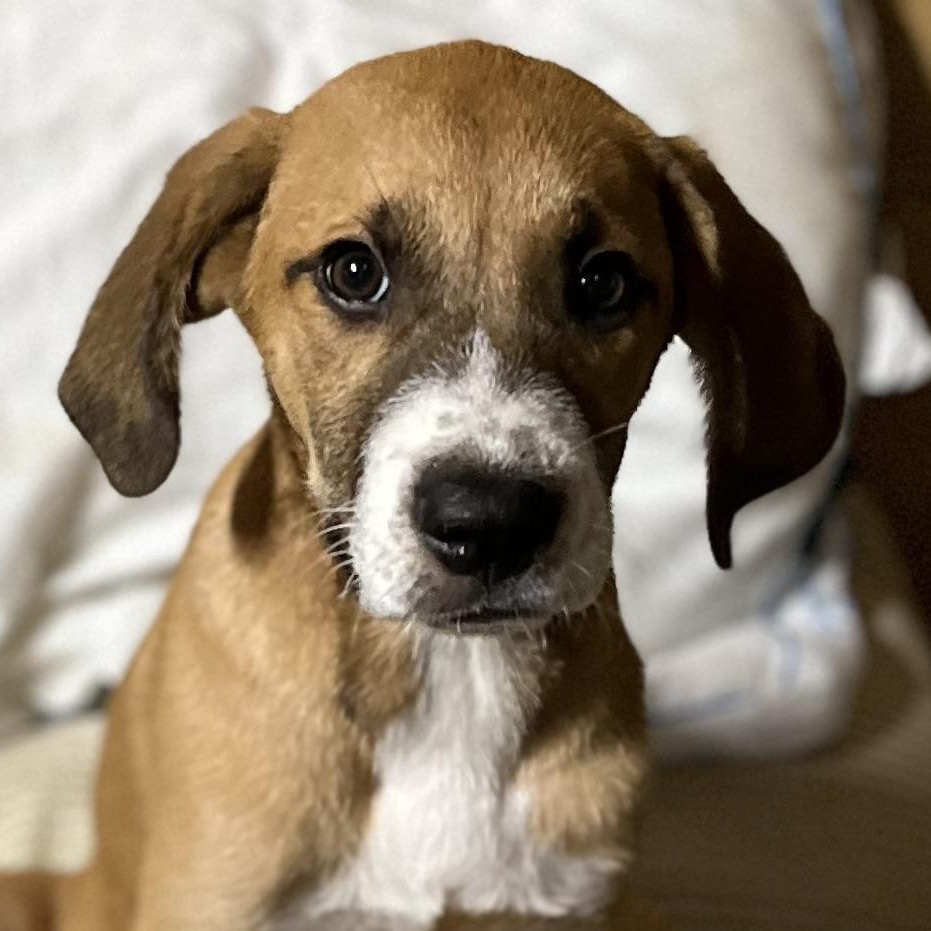 Tessie (Fee reduced until 12/15)