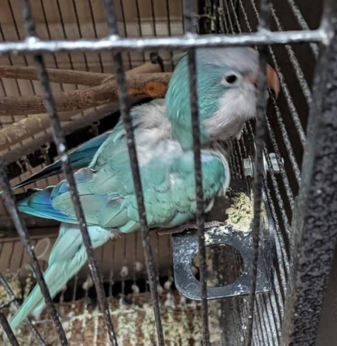 Zeke and/or Hannah (don't have to be adopted together), ADOPTABLE, Adult Unknown Parrot (Other).