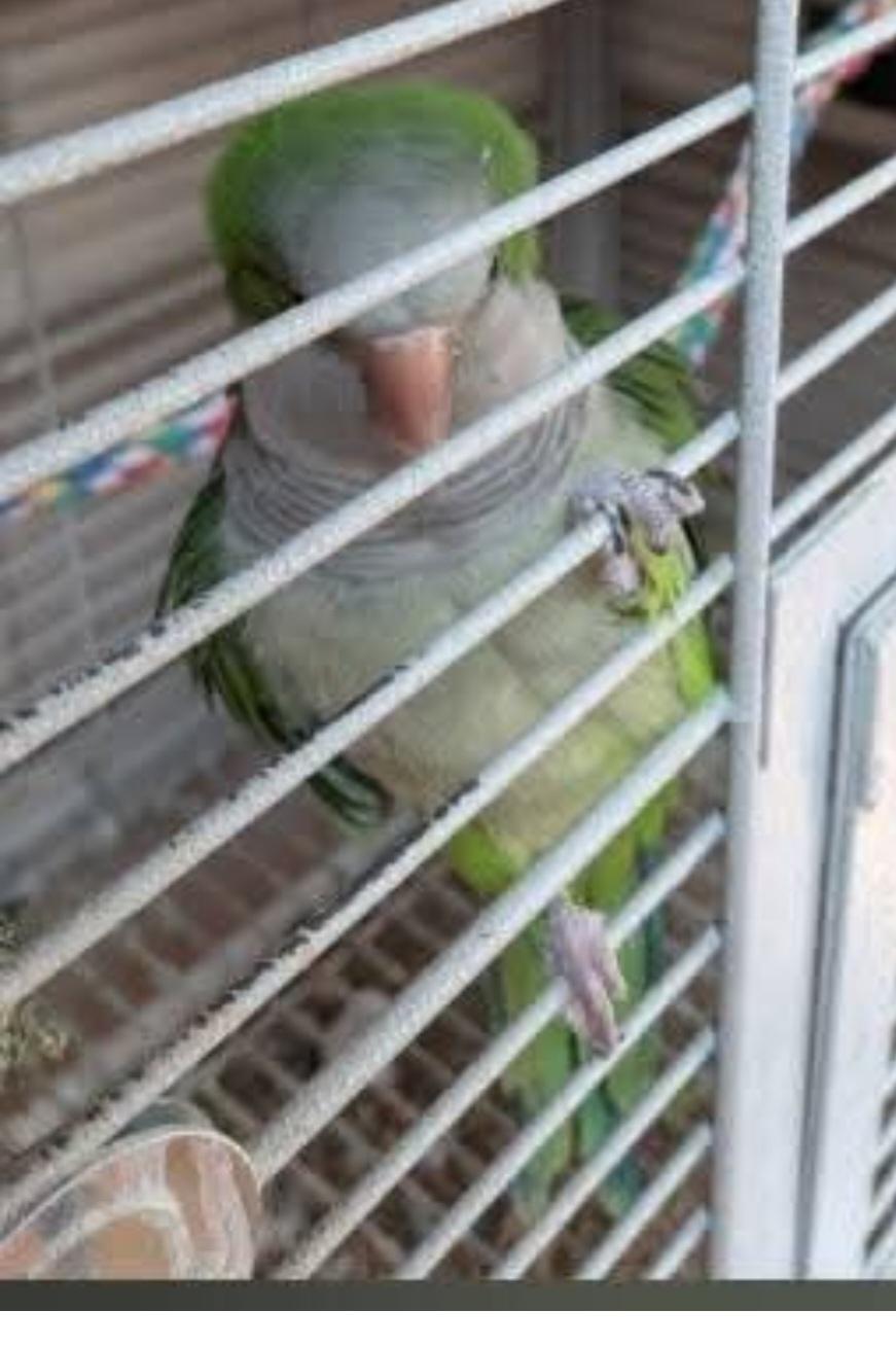 Enlarge Zeke and/or Hannah (don't have to be adopted together), a ADOPTABLE Parrot (Other) in Clarksville, IN image 2/2