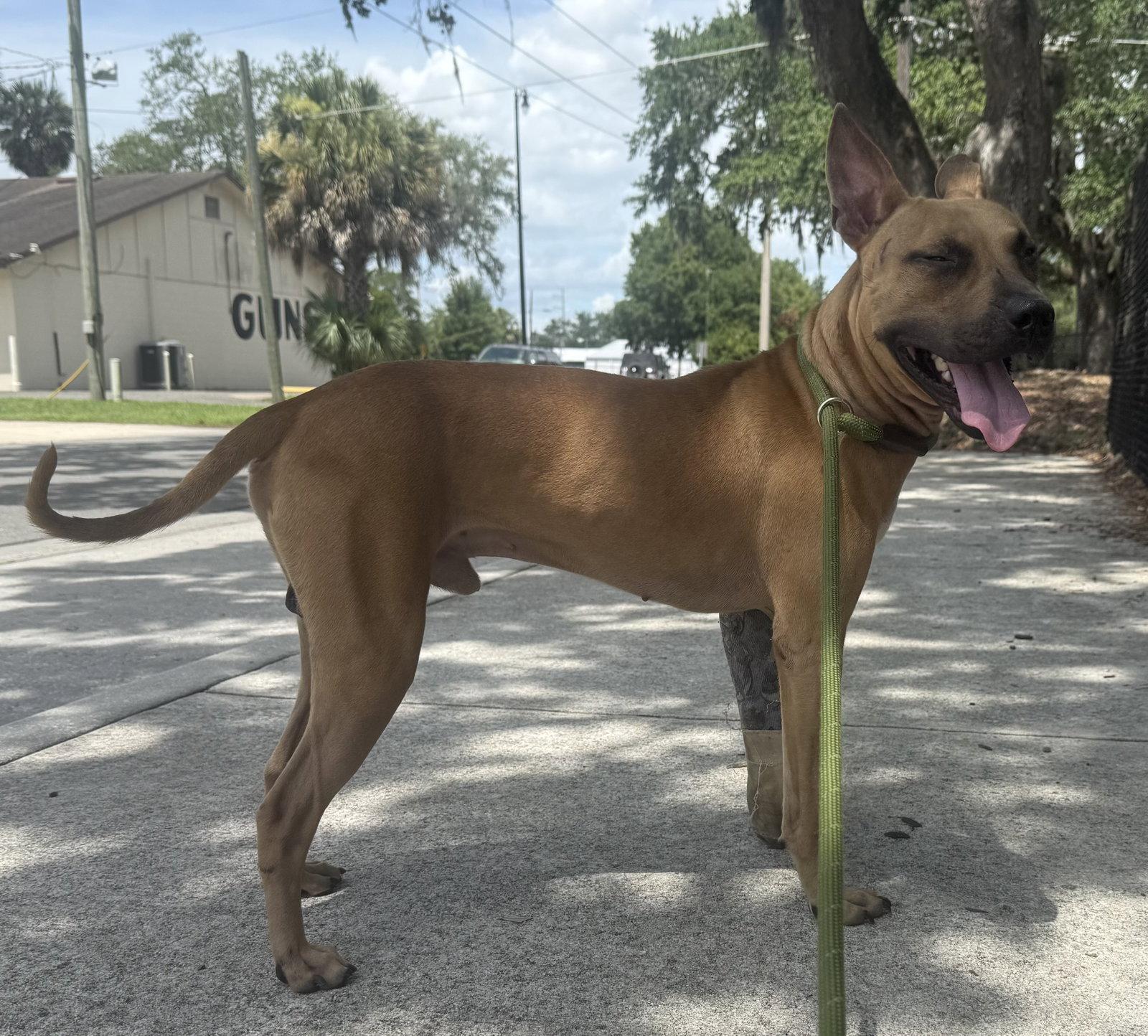 Garrett, Adoptable, Young Male Black Mouth Cur.