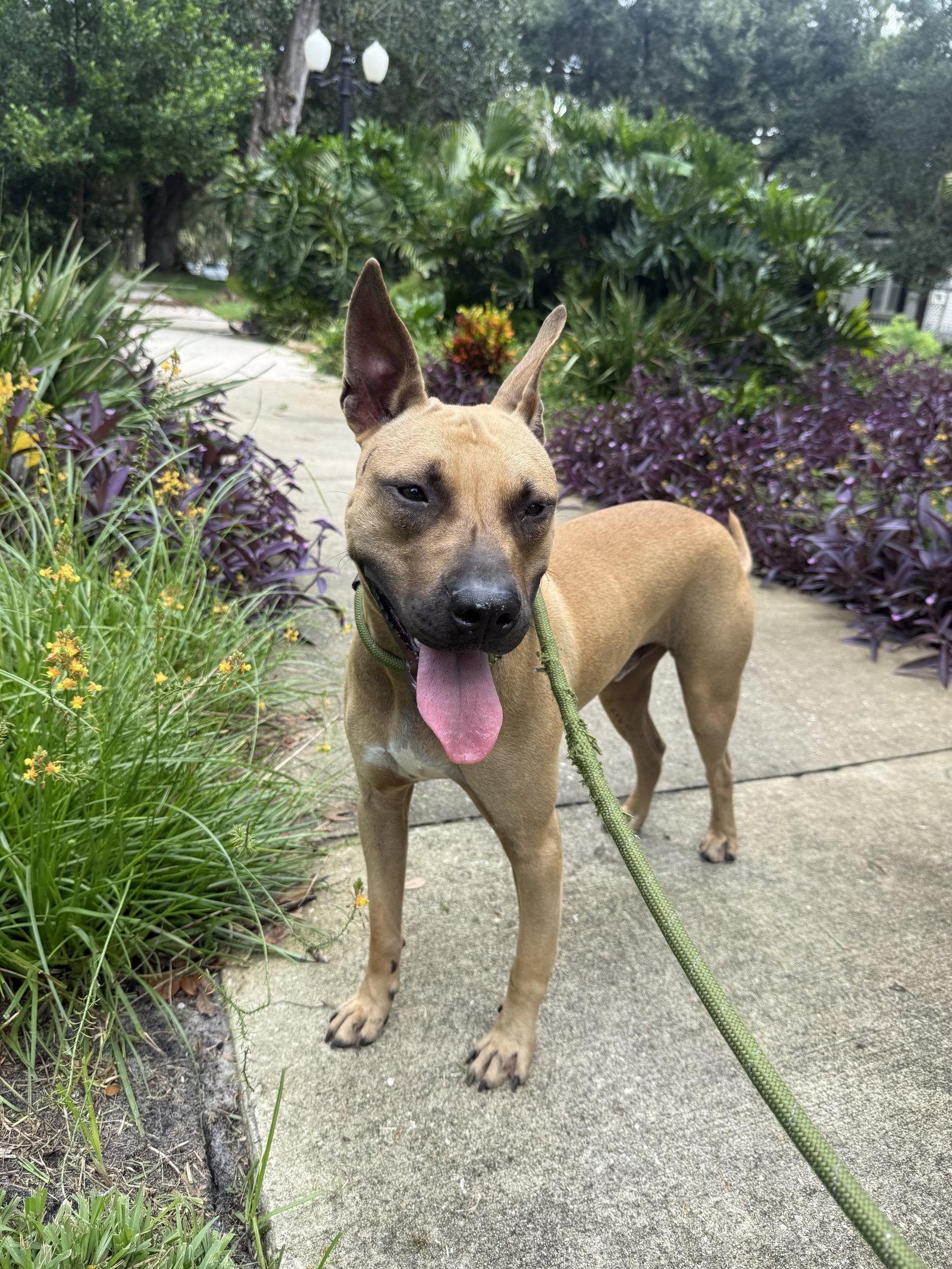 Enlarge Garrett, a Adoptable Black Mouth Cur in Sanford, FL image 2/3